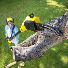 Best Stump Grinding and Removal  in Tioga Terrace, NY