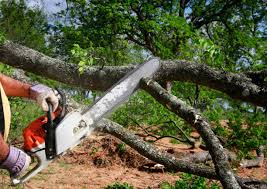 Best Storm Damage Tree Cleanup  in Tioga Terrace, NY