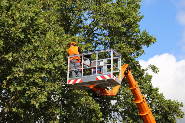 Best Tree Risk Assessment  in Tioga Terrace, NY