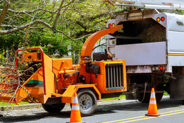 How Our Tree Care Process Works  in  Tioga Terrace, NY