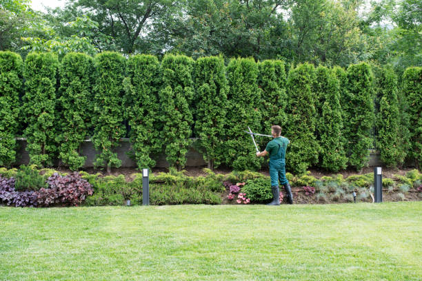 Lawn Watering Services in Tioga Terrace, NY