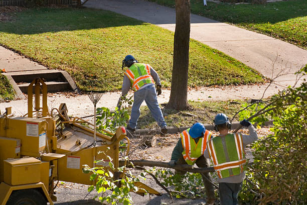 Tioga Terrace, NY Tree Services Company