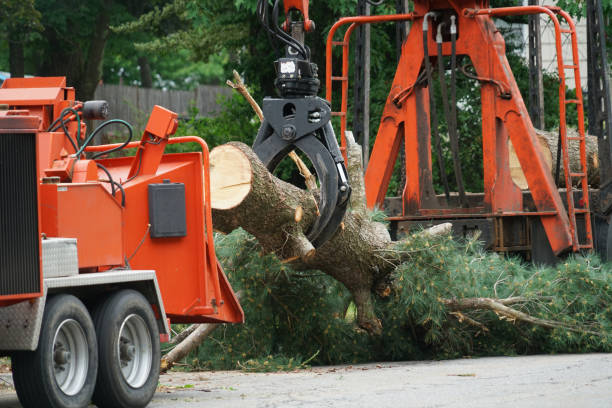 Best Firewood Processing and Delivery  in Tioga Terrace, NY