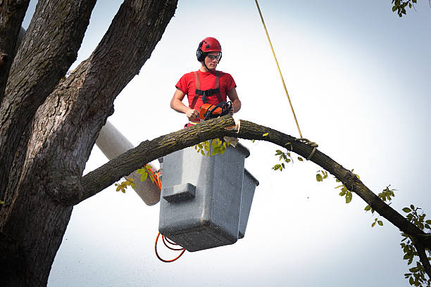 Best Hazardous Tree Removal  in Tioga Terrace, NY